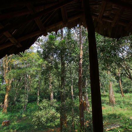 Tall Trees - Modern Forest Villa In Wayanad 술탄 바테리 외부 사진