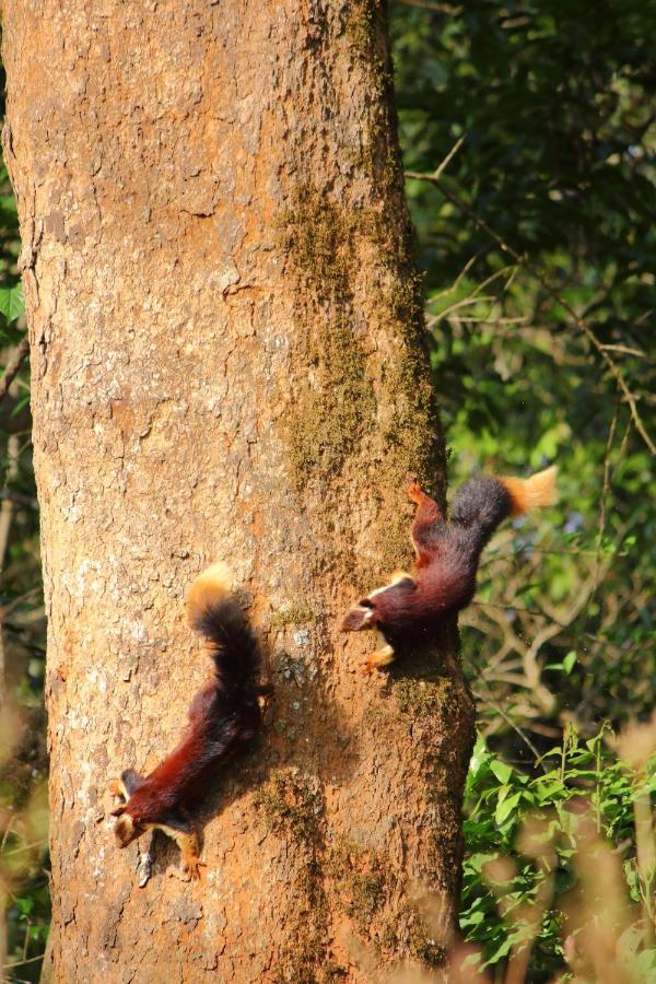 Tall Trees - Modern Forest Villa In Wayanad 술탄 바테리 외부 사진